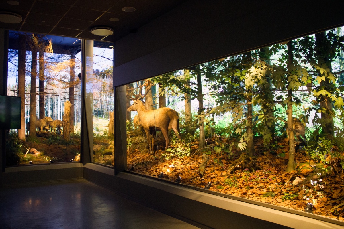 Wystawa przyrodnicza w Centrum Edukacji Przyrodniczej TPN